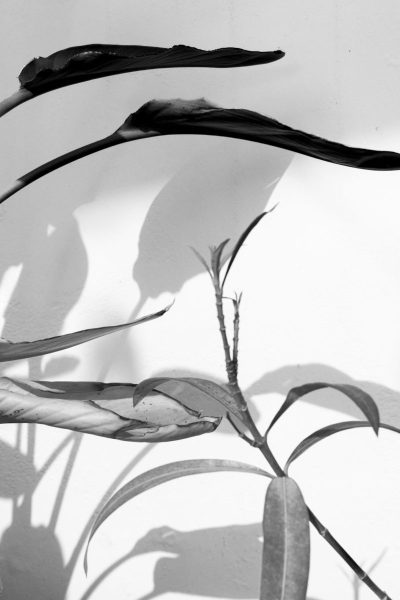 Primavera-5